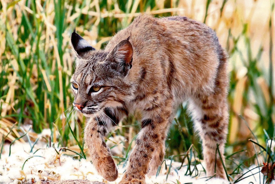 Wilde Verwandte von Hunden und Katzen bewegen sich unterschiedlich