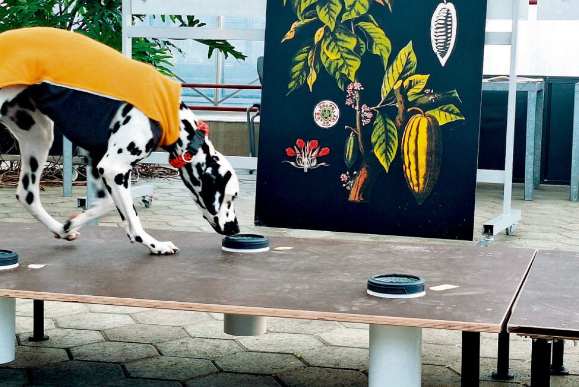 Spürhunde gegen den Japankäfer