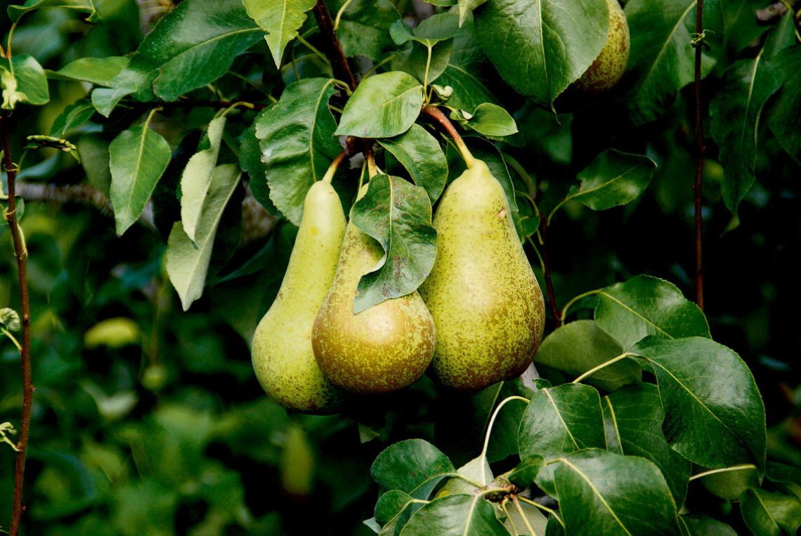 Die süsse Vielfalt der Birne