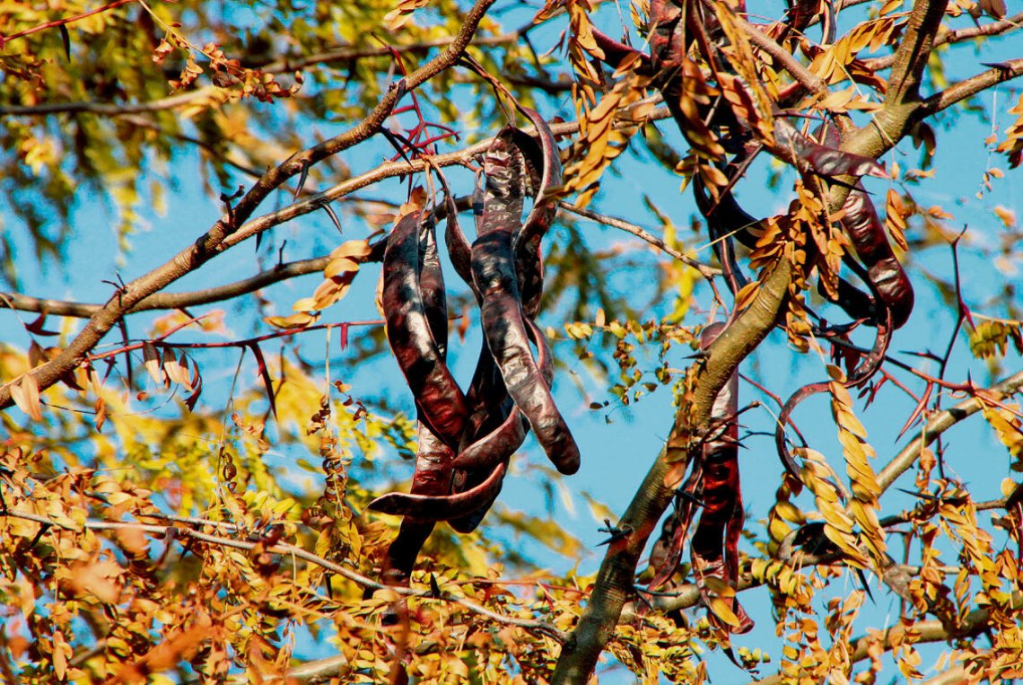 Schoggi ohne Kakao – dank Johannisbrotbaum