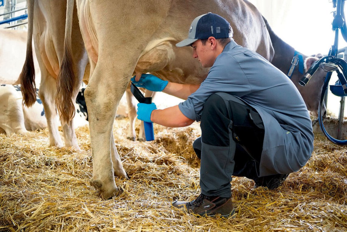 2025 – ein Auf und Ab für die tierische Produktion