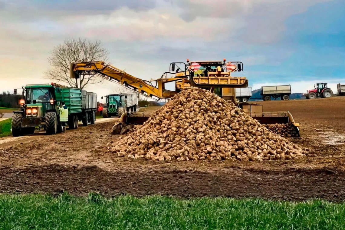 Zuckerfabrik läuft mit halber Kraft wieder an