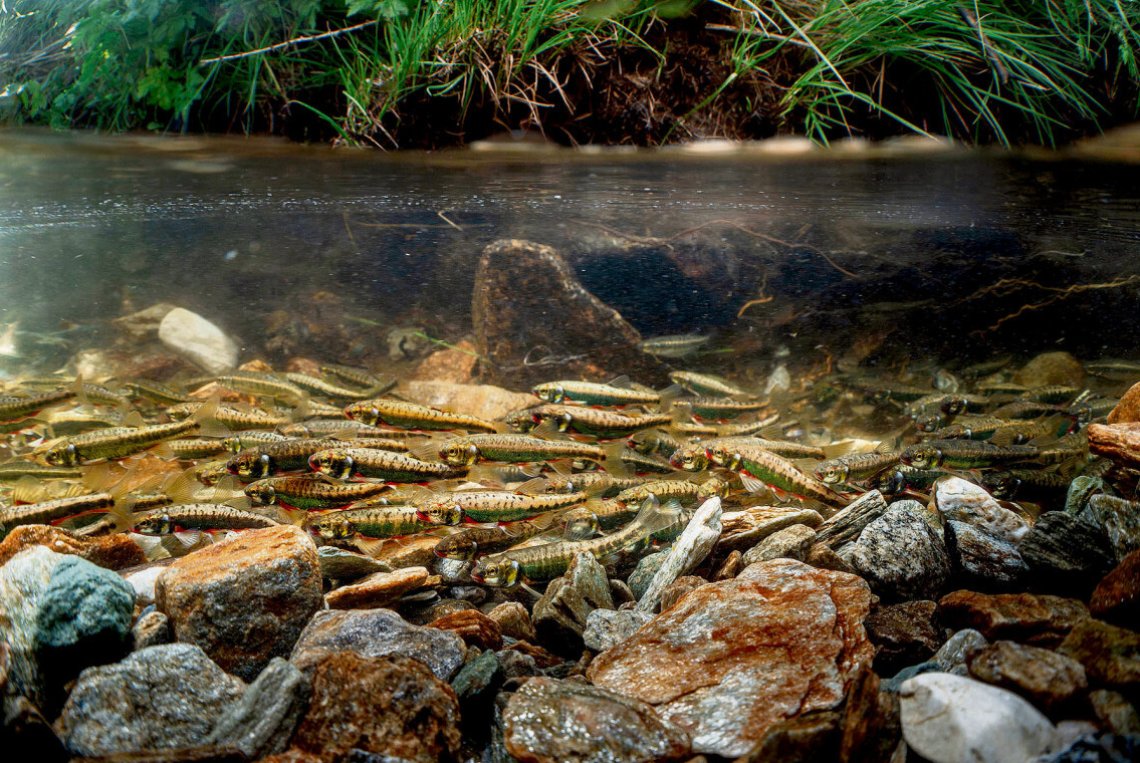 Die Elritze – ein kleiner Fisch mit Ansprüchen