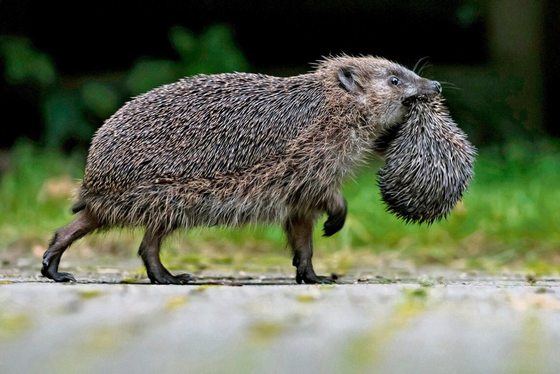 Ein stacheliges Tier des Jahres