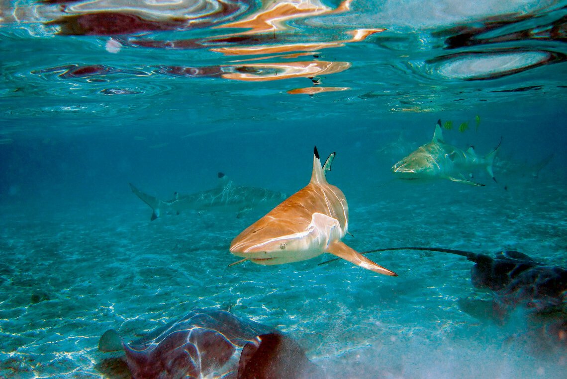 Für Dinosaurier fataler Asteroid verschonte Haie