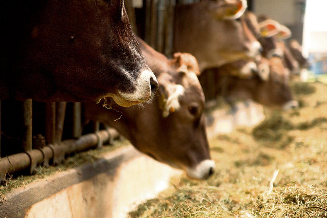 Agrarpolitik 2030+: Streit um Geld und Umweltziele