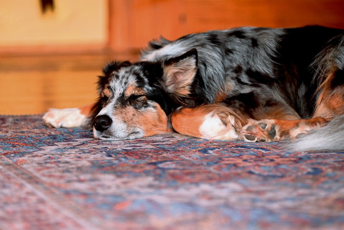 Hunde verändern Luft in Wohnungen