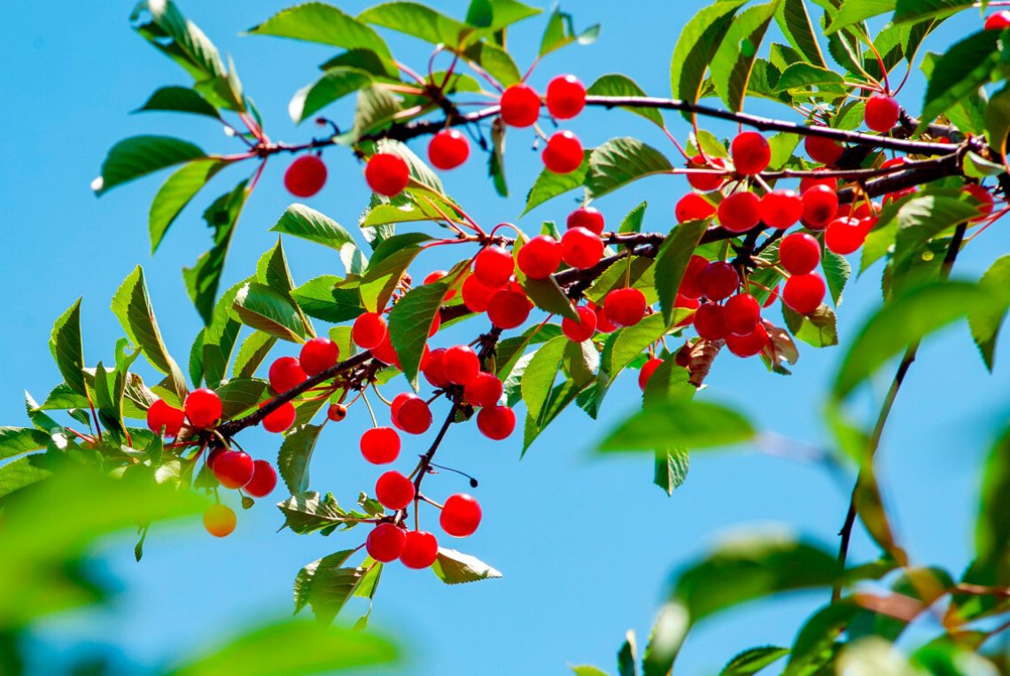 Hallauer Aemli ist Obstsorte des Jahres